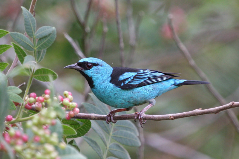 Blue Dacnis by Miranda Collett