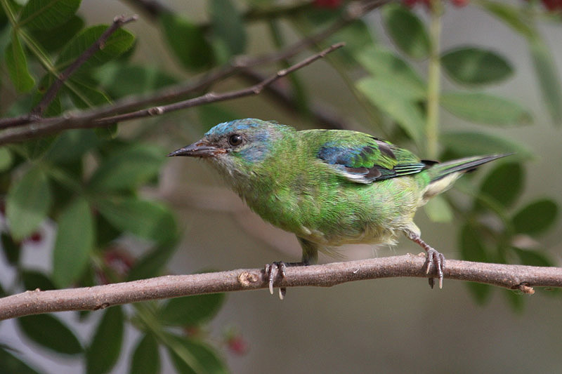 Blue Dacnis by Miranda Collett