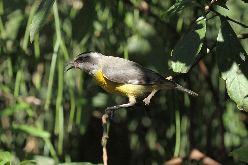 Bananaquit by Mick Dryden