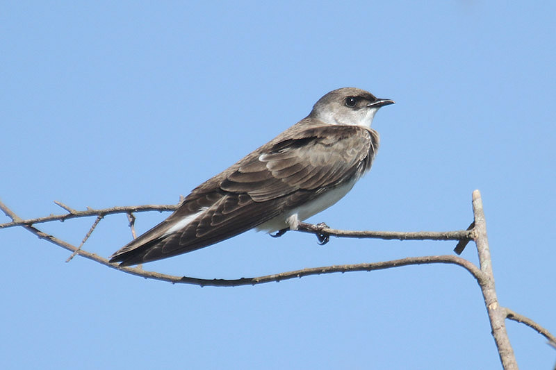 Brown-chested Martin by Mick Dryden