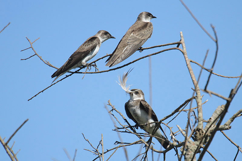 Brown-chested Martin by Mick Dryden