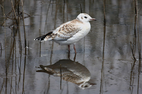 Brown-headed Gull by Mick Dryden