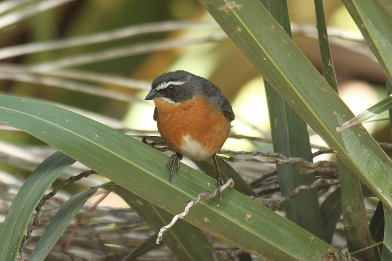 Black and rufous Warbling Finch by Mick Dryden