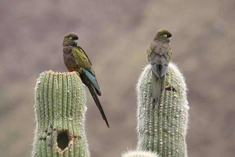 Burrowing Parrot by Mick Dryden