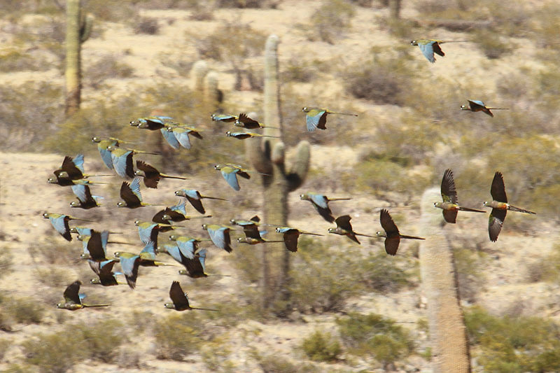 Burrowing Parrot by Mick Dryden