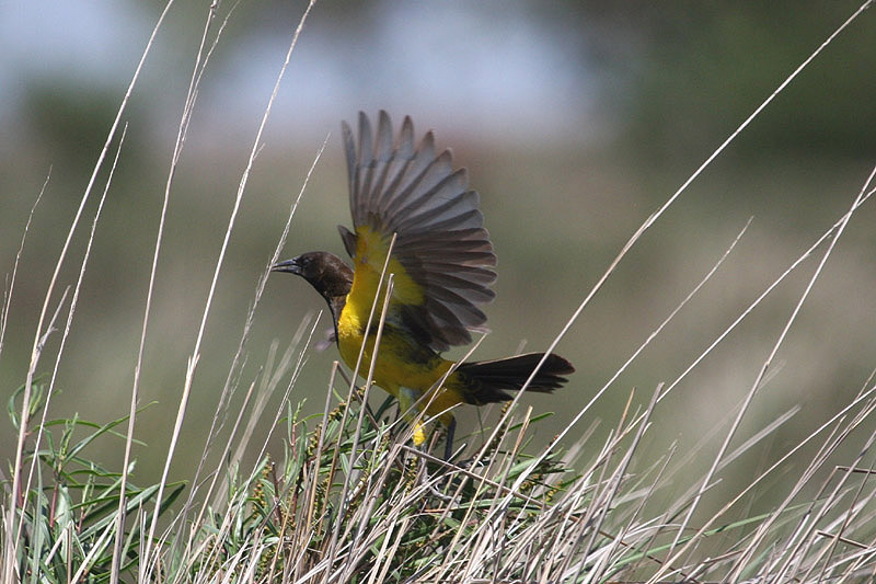 Brown and Yellow Marshbird by Miranda Collett