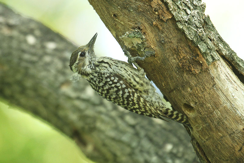 Checkered Woodpecker by Mick Dryden