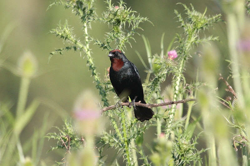 Chestnut-capped Blackbird by Miranda Collett