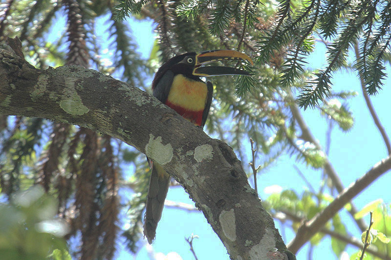 Chestnut-eared Aracari by Mick Dryden