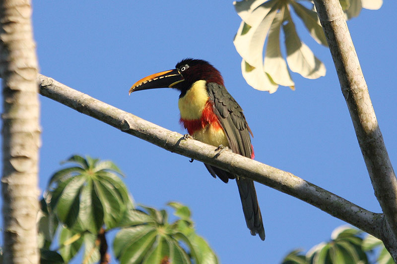 Chestnut-eared Aracari by Miranda Collett