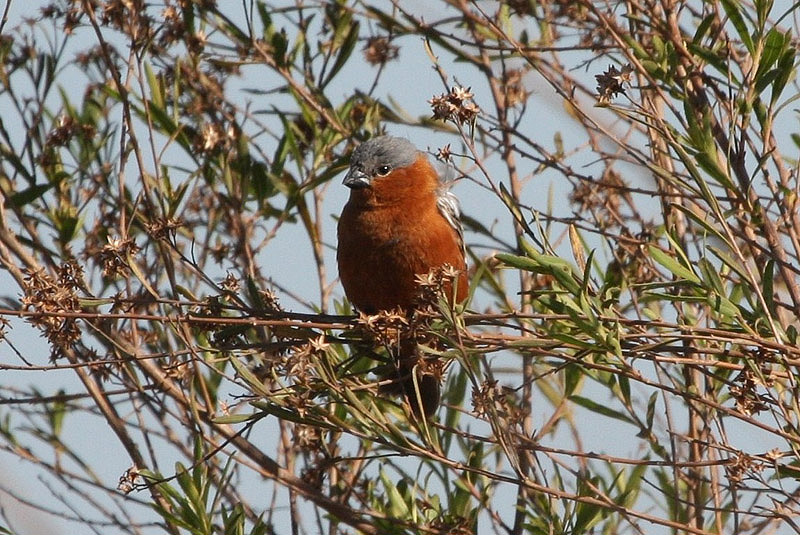 Chestnut Seedeater by Miranda Collett