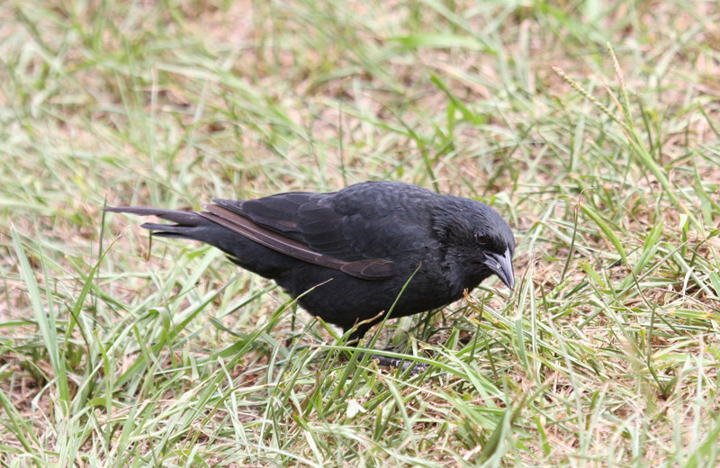 Chopi Blackbird by Miranda Collett