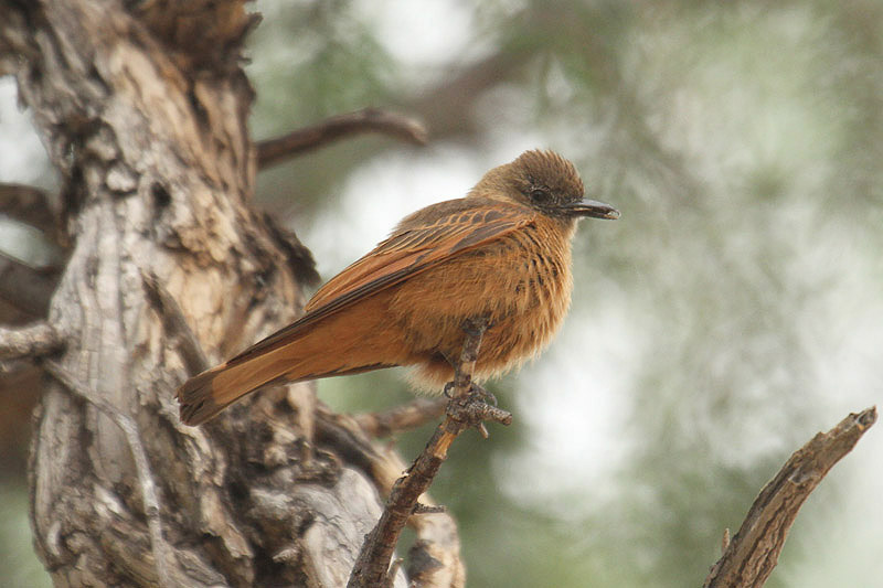 Cliff Flycatcher by Mick Dryden