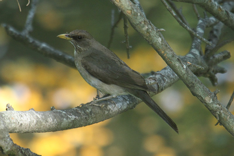 Creamy-bellied Thrush by Mick Dryden