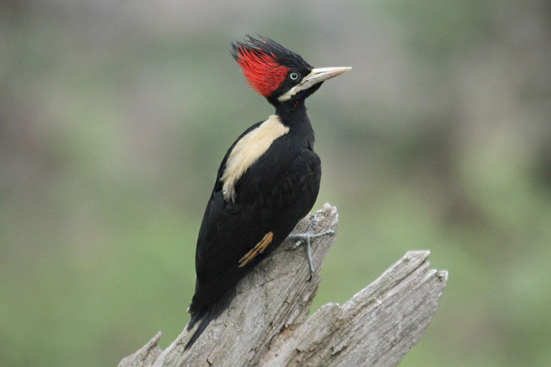 Cream-backed Woodpecker by Mick Dryden