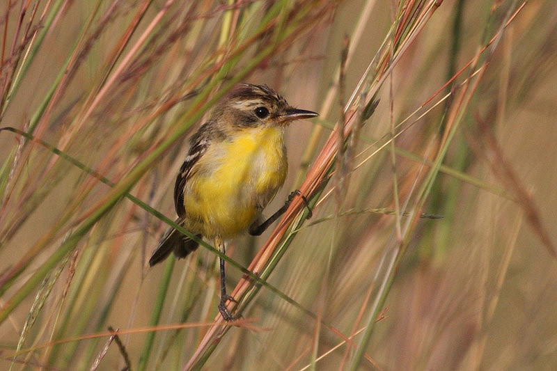 Crested Doradito by Miranda Collett
