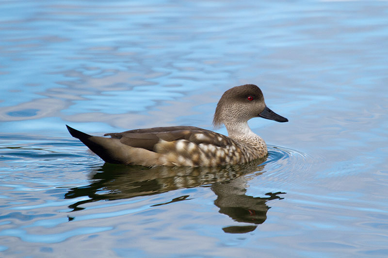 Crested Duck by Miranda Collett