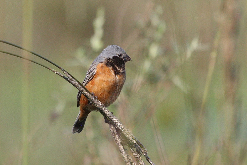 Dark-throated Seedeater by Miranda Collett