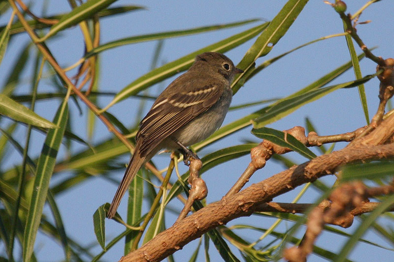 Euler's Flycatcher by Miranda Collett