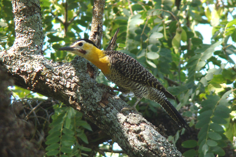 Field Flicker by Miranda Collett