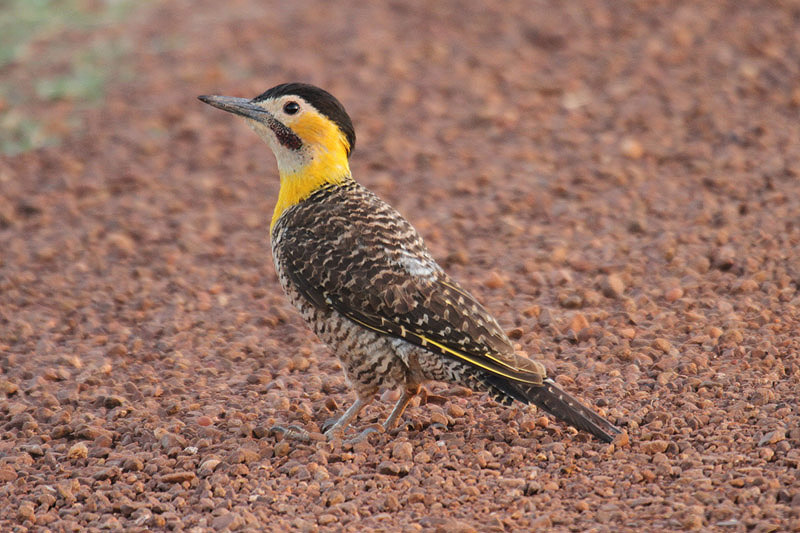 Field Flicker by Mick Dryden