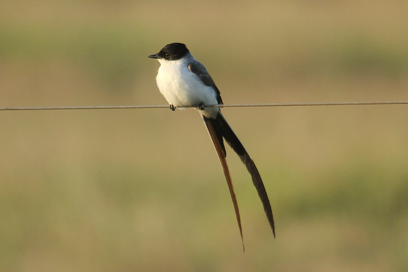 Fork-tailed Flycatcher by Mick Dryden