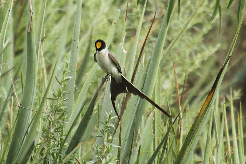 Fork-tailed Flycatcher by Mick Dryden