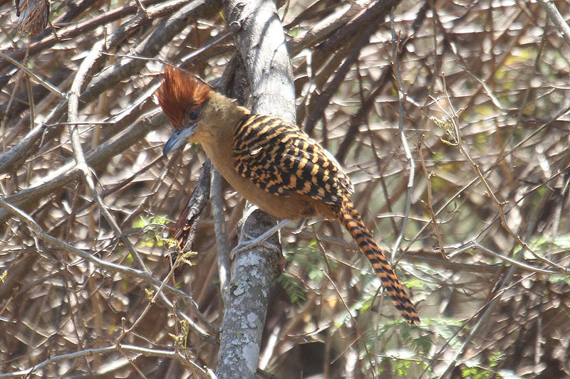 Giant Antshrike by Mick Dryden