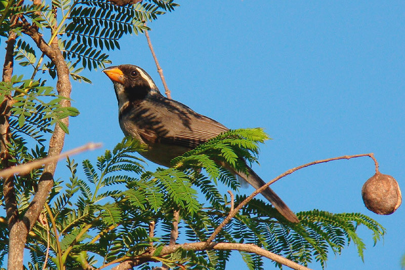 Golden-billed Saltator by Miranda Collett