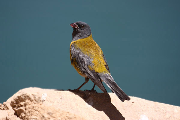 Grey-headed Sierra Finch by Mick Dryden