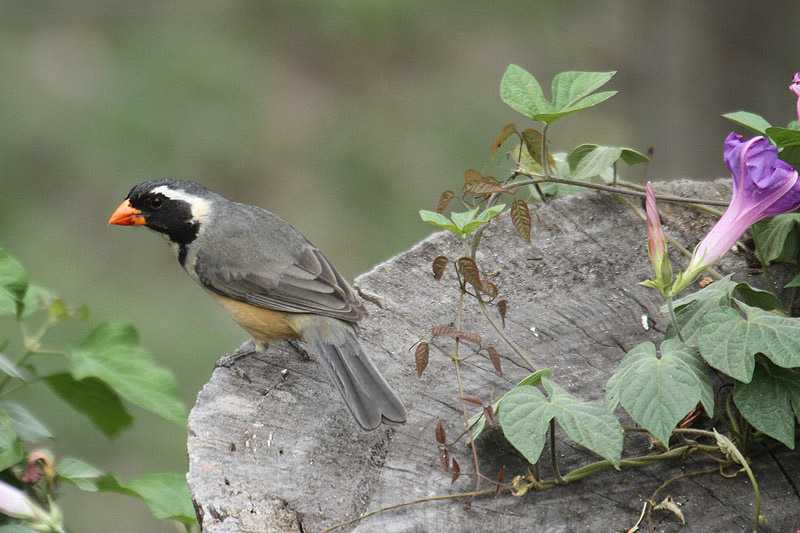 Golden-billed Saltator by Mick Dryden