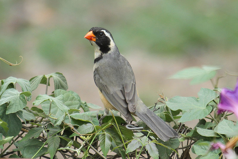 Golden-billed Saltator by Mick Dryden