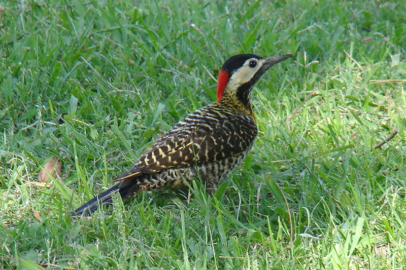 Golden Breasted Woodpecker by Miranda Collett