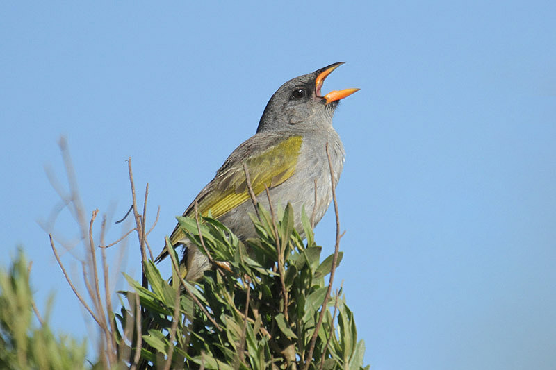 Great Pampa-Finch by Mick Dryden