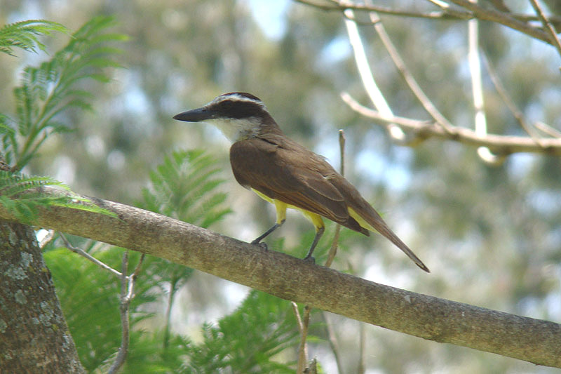 Great Kiskadee by Miranda Collett