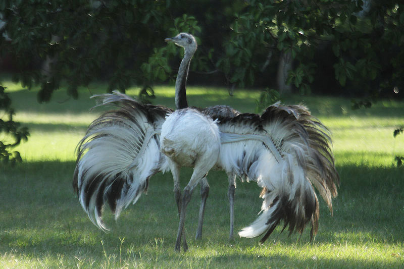 Greater Rhea by Mick Dryden