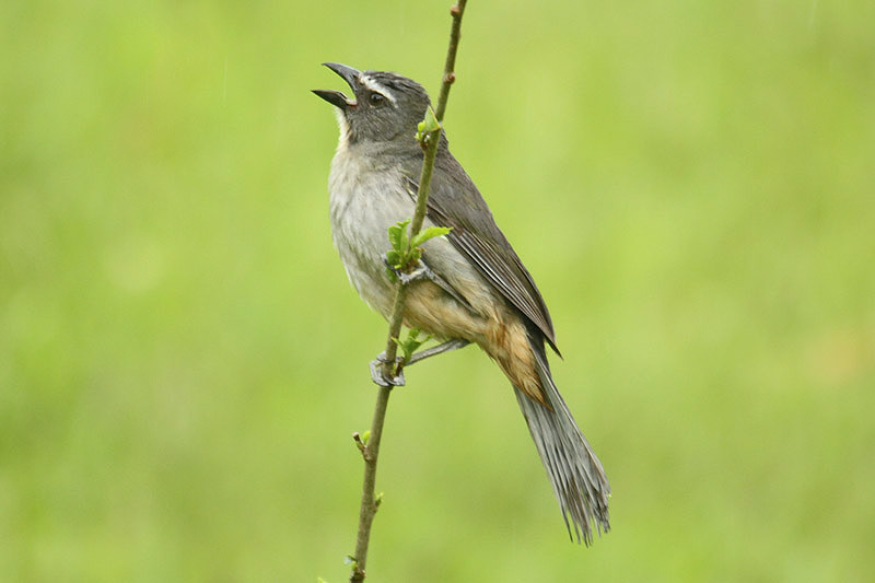 Grayish Saltator by Mick Dryden