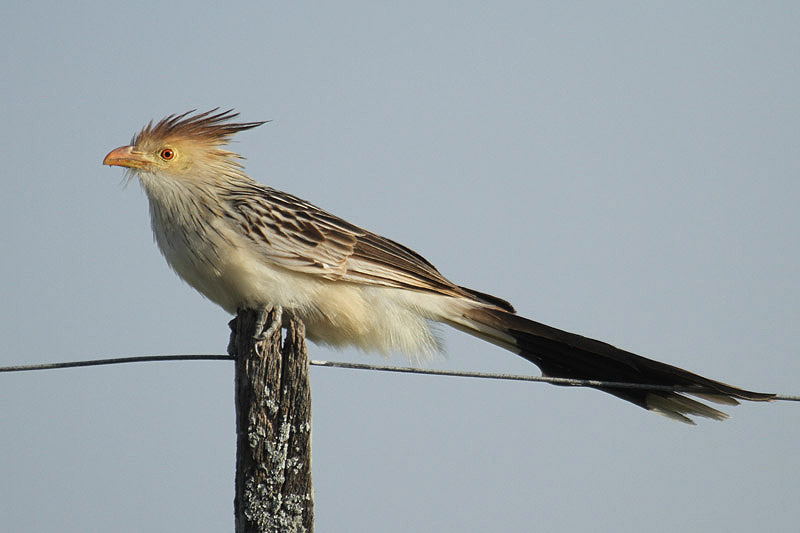 Guira Cuckoo by Mick Dryden