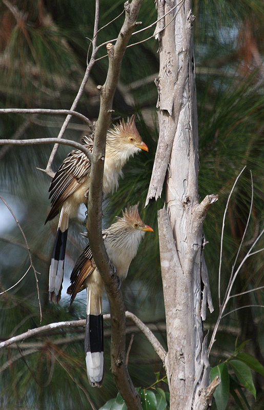 Guira Cuckoo by Miranda Collett