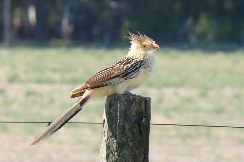 Guira Cuckoo by Miranda Collett