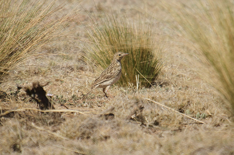 Hellmayr's Pipit by Mick Dryden