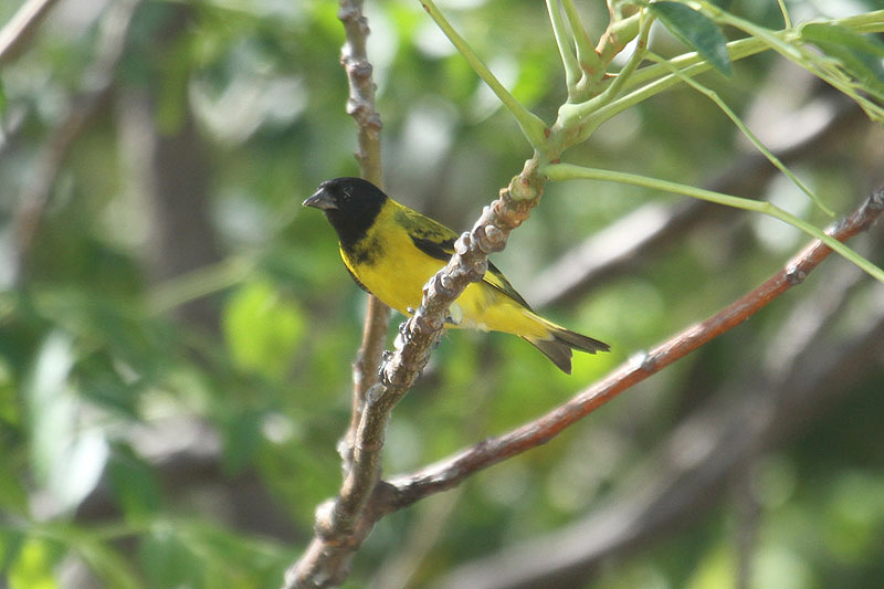 Hooded Siskin by Mick Dryden