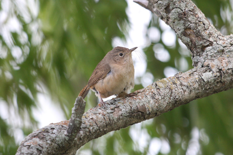 House Wren by Miranda Collett