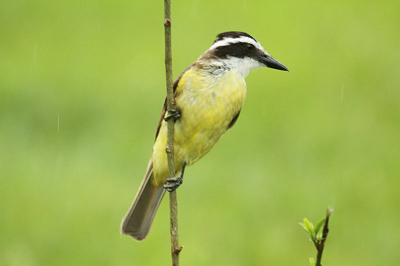 Great Kiskadee by Mick Dryden