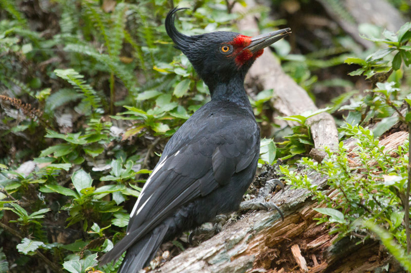 Magellanic Woodpecker by Miranda Collett