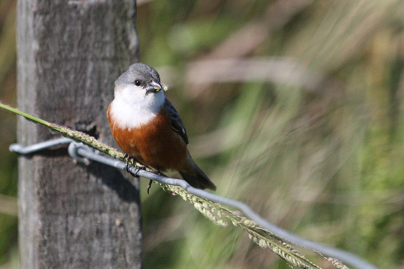 Marsh Seedeater by Miranda Collett