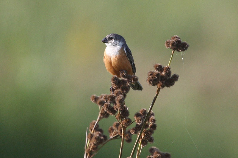 Marsh Seedeater by Miranda Collett