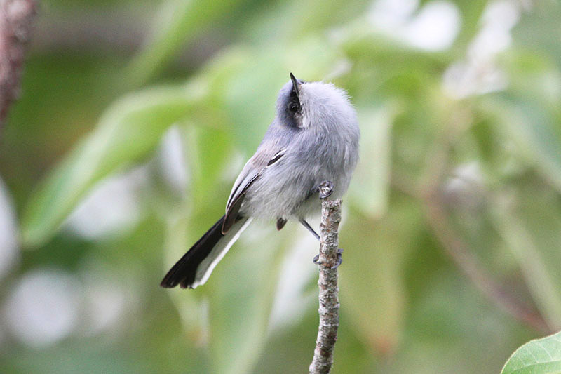 Masked Gnatcatcher by Miranda Collett