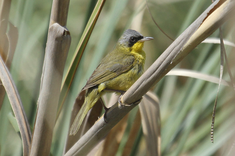 Masked Yellowthroat by Mick Dryden