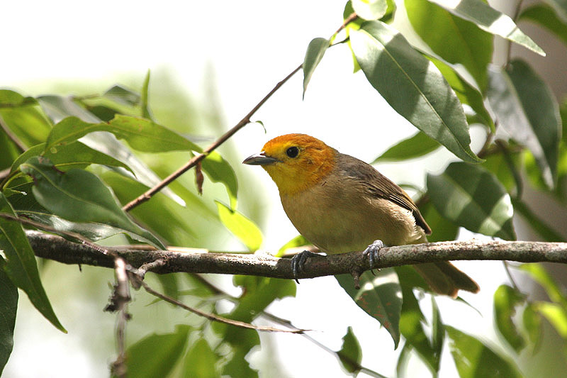 Orange-headed tanager by Miranda Collett